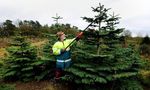 Bradgate Tree Plantation manager Geoff prunes Christmas trees at Warren Hill, Leicestershire. Photograph: Rui Vieira/PA