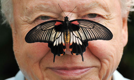 Butterfly Conservation's president, David Attenborough, with a south-east Asian great mormon butterfly on his nose, as he launches the Big Butterfly Count. Photograph: John Stillwell/PA