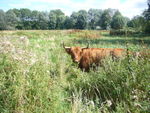 Highland Cows Moo-ve to campus image #1