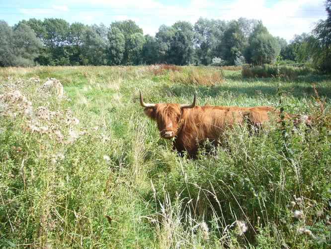 Highland Cows Moo-ve to campus