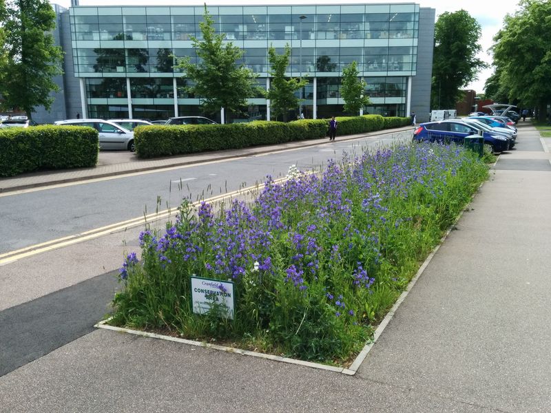 Conservation area: The University has set aside 1470m2 of land for wildflowers and grasses.