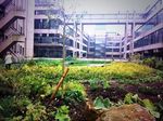 Sustainable Gardening at the University of Leeds image #1