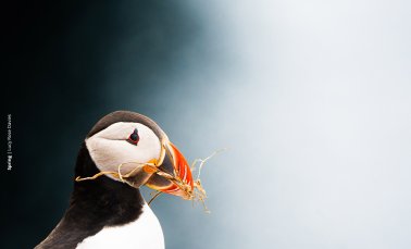A close of a black and whote puffin with food in its mouth 