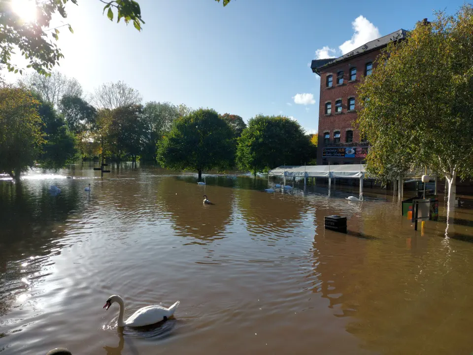Swans float on a heavily flooded Worchester city street. 